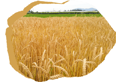 小麦